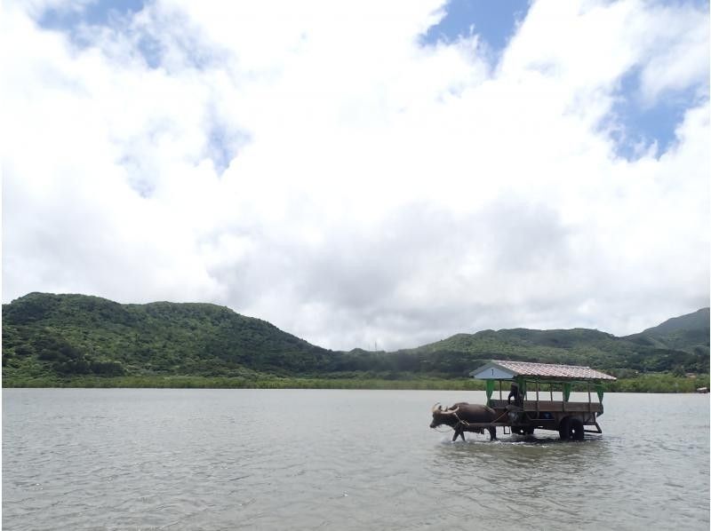 [Iriomote Island/1 day] Nakama River mangrove canoe & Yubu Island sightseeing Experience tour that adults and children can enjoy togetherの紹介画像