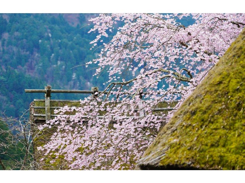 Amanohashidate & Ine Funaya & Kyoto Gassho Village Miyama Thatched House Day Tour | From Osakaの紹介画像