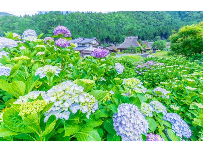 SALE! Amanohashidate & Ine Funaya & Kyoto Gassho Village Miyama Thatched House Day Tour | Departing from Osakaの紹介画像