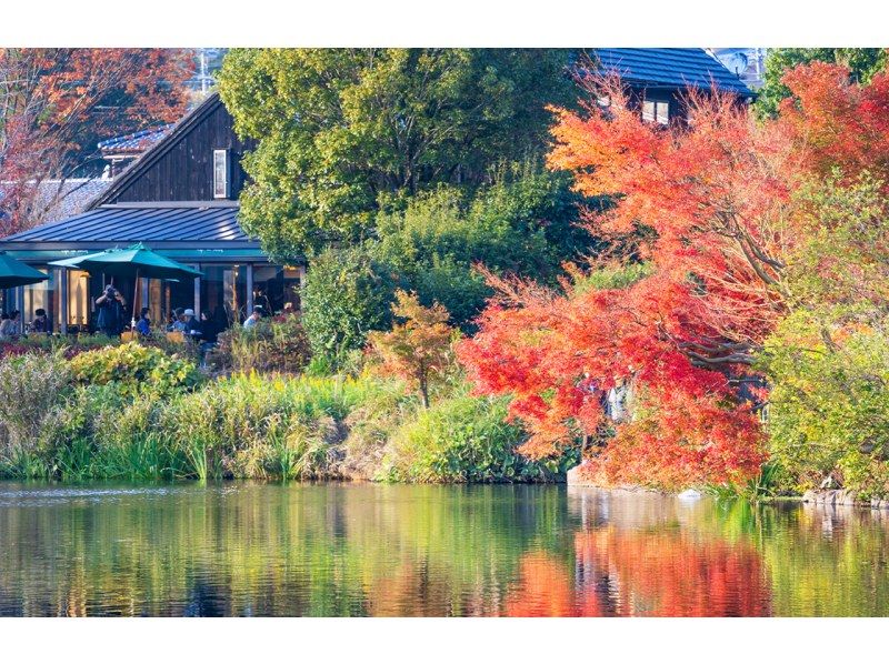 SALE！由布院・アフリカンサファリ 日帰りツアー（福岡発）の紹介画像