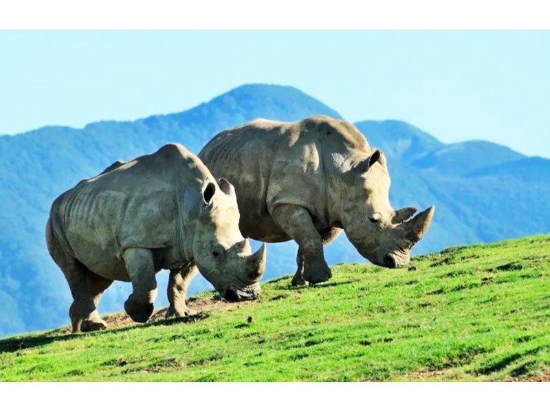 由布院・アフリカンサファリ 日帰りツアー（福岡発）の紹介画像