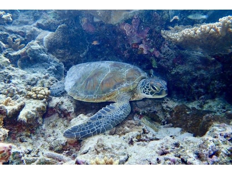 [Okinawa, Kerama] Suitable for ages 10 and up! Enjoy the Okinawan ocean with trial diving and snorkeling! Plus, a visit to Kuefu Island!の紹介画像