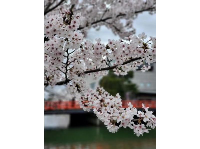 [Kyoto] E-bike rental bicycles: Enjoy a stress-free tour of Kyoto on a high-performance bicycle! (Rental bicycle in KYOTO)の紹介画像