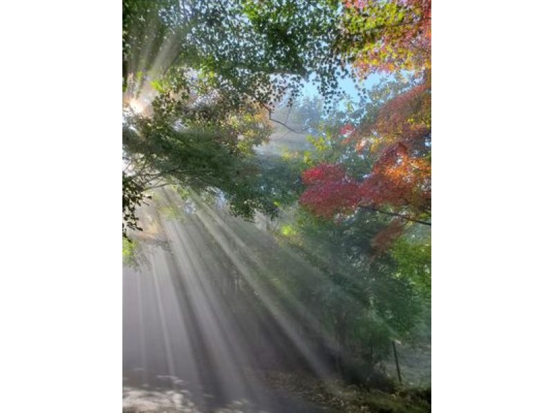 [京都]电动自行车租赁 骑着高性能自行车轻松畅游京都吧！ （京都的自行车租赁）の紹介画像