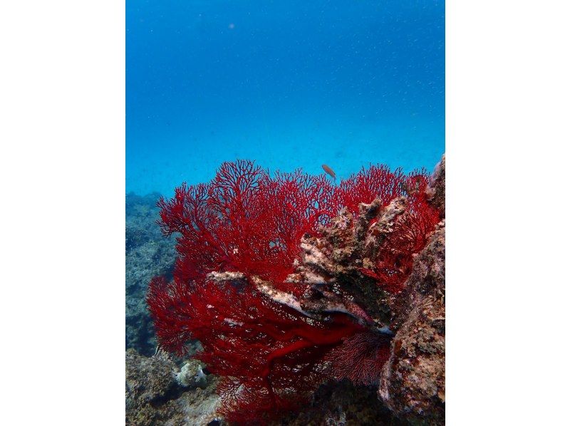 【石垣島/1日】シュノーケリングツアー　八重山の青い海で最高の体験を！　水中写真無料プレゼント☆　泳ぎが苦手なお客様も大歓迎‼の紹介画像