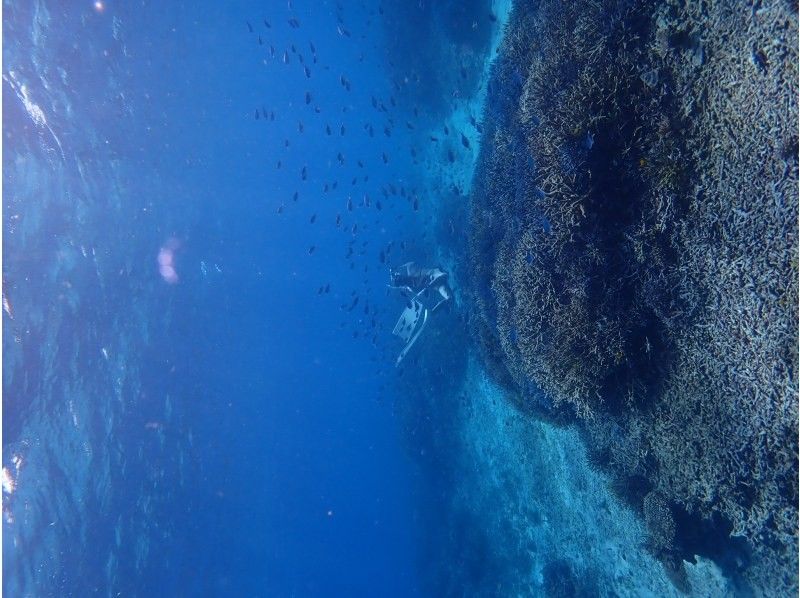 【石垣島/1日】シュノーケリングツアー　八重山の青い海で最高の体験を！　水中写真無料プレゼント☆　泳ぎが苦手なお客様も大歓迎‼の紹介画像
