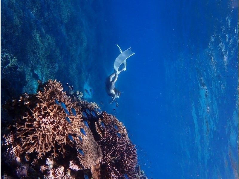 【石垣島/半日】シュノーケリングツアー　八重山の青い海で最高の体験を！　水中写真無料プレゼント☆　泳ぎが苦手なお客様も大歓迎‼の紹介画像