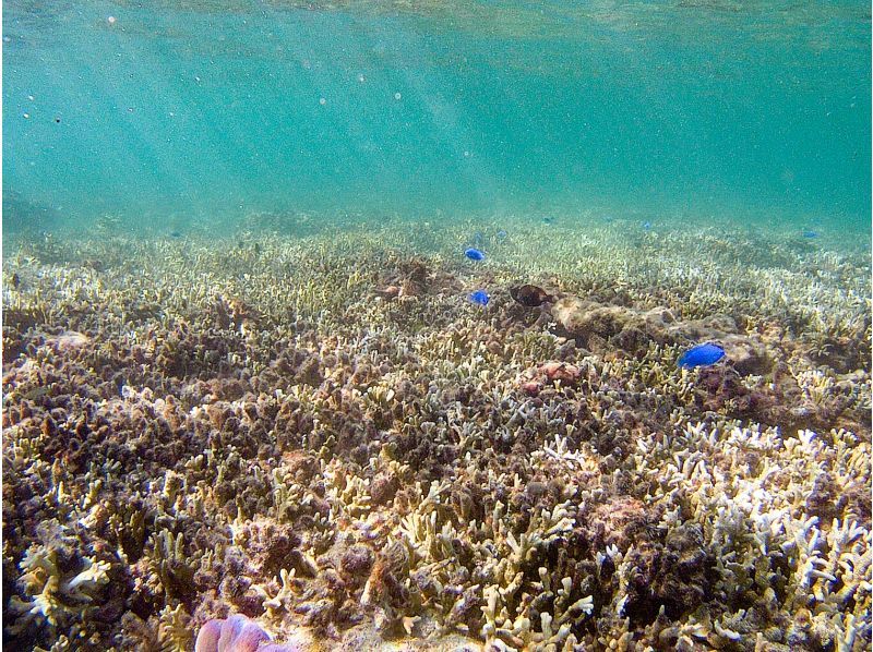 【沖縄・久米島】サンゴの森探検!! シュノーケリング&磯探検でサンゴの海を至近距離で体感　［現地集合プラン］の紹介画像