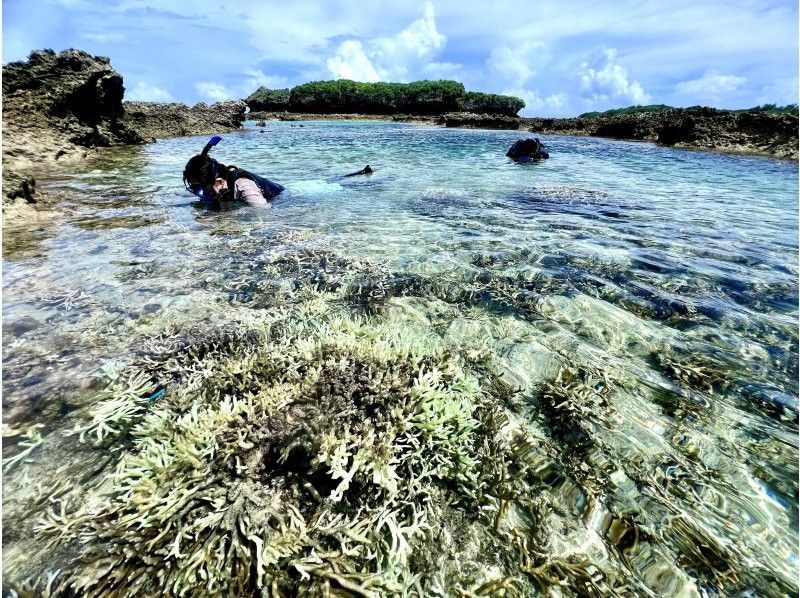 【沖縄・久米島】サンゴの森探検!! シュノーケリング&磯探検でサンゴの海を至近距離で体感　［現地集合プラン］の紹介画像