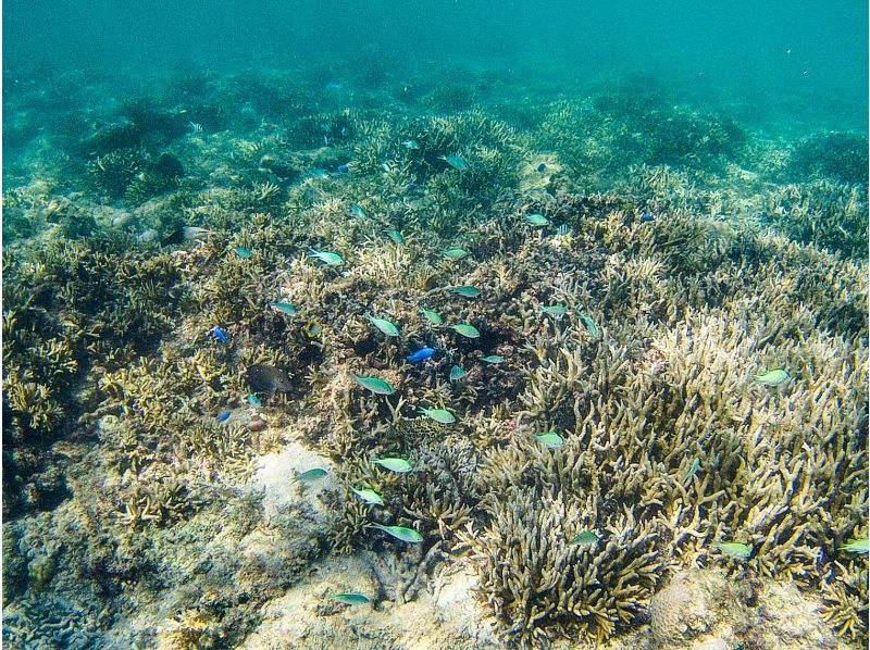 【沖縄・久米島】サンゴの森探検!! シュノーケリング&磯探検でサンゴの海を至近距離で体感　［現地集合プラン］の紹介画像