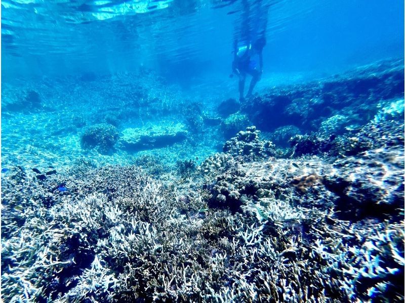 【沖縄・久米島】サンゴの森探検&シュノーケリング　陸からも水中からもサンゴを超至近距離で観察できる新感覚の探検ツアー　［現地集合プラン］の紹介画像