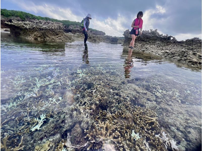 【沖縄・久米島】サンゴの森探検&シュノーケリング　陸からも水中からもサンゴを超至近距離で観察できる新感覚の探検ツアー　［現地集合プラン］の紹介画像