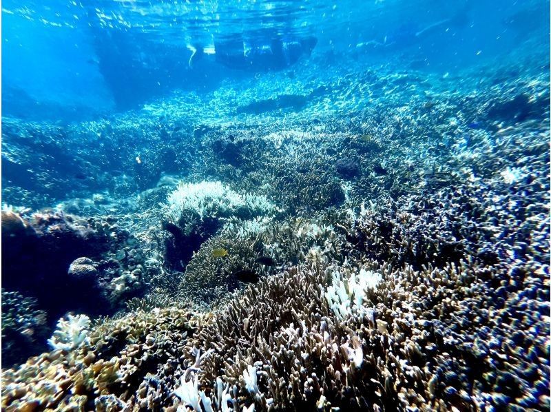 【沖縄・久米島】サンゴの森探検&シュノーケリング　陸からも水中からもサンゴを超至近距離で観察できる新感覚の探検ツアー　［現地集合プラン］