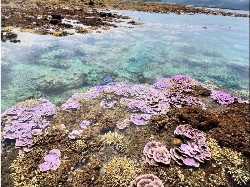 【沖縄・久米島】サンゴの森探検!! シュノーケリング&磯探検でサンゴの海を至近距離で体感　［現地集合プラン］の紹介画像