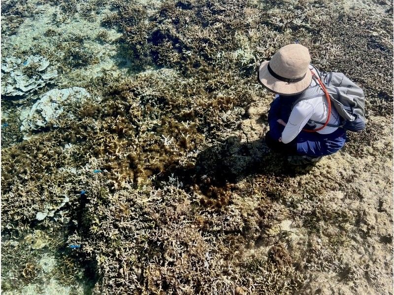 【沖縄・久米島】サンゴの森探検&シュノーケリング　陸からも水中からもサンゴを超至近距離で観察できる新感覚の探検ツアー　［現地集合プラン］の紹介画像