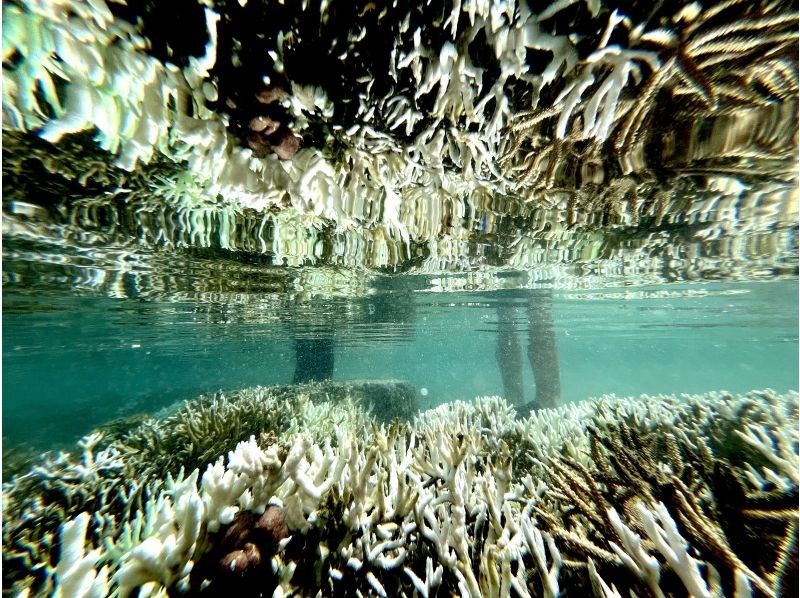 【沖縄・久米島】サンゴの森探検!! シュノーケリング&磯探検でサンゴの海を至近距離で体感　［現地集合プラン］の紹介画像