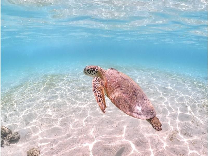 【宮古島・ドローン撮影付き】幻のユニの浜＆ウミガメと泳ぐ感動体験✨ 遭遇率100%継続中！1歳から参加OK！の紹介画像