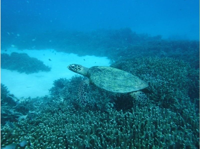 【沖縄・本部発】秋冬限定！　美ら海水族館近く　瀬底島周辺　ボートシュノーケリング＆熱帯魚ウォッチング　冬用ウェットスーツ付の紹介画像