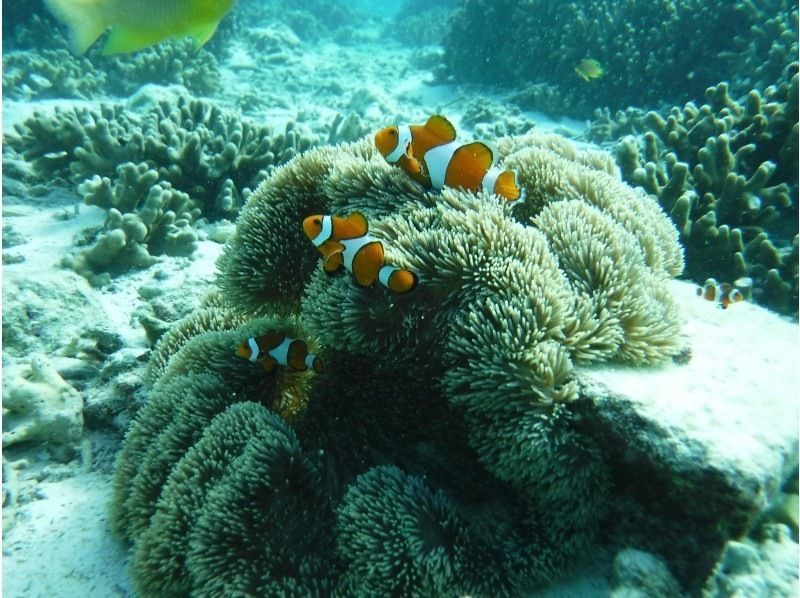 【沖縄・本部発】秋冬限定！　美ら海水族館近く　瀬底島周辺　ボートシュノーケリング＆熱帯魚ウォッチング　冬用ウェットスーツ付の紹介画像