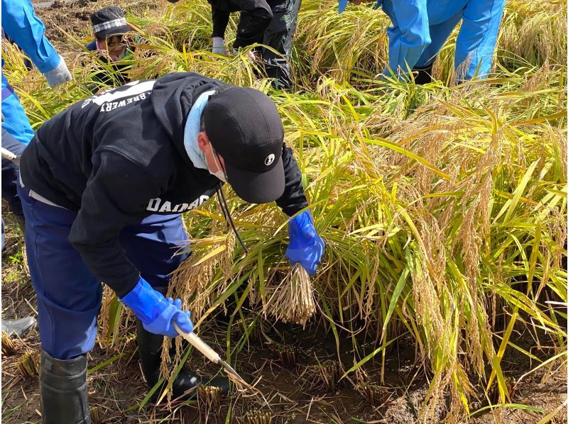 [Yokote City, Akita Prefecture] Supervised by the Akita Prefecture Fermentation Evangelist, you too can be a sake brewer! Part 1: Sake rice harvesting experience (comes with a souvenir of 720ml of Menkoina Junmai sake)の紹介画像