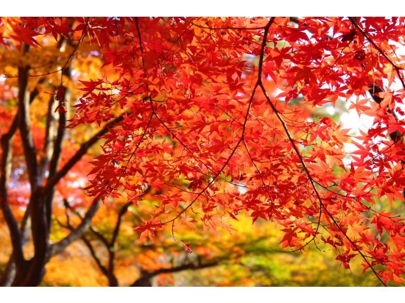 【埼玉・長瀞】紅葉に包まれた夜の宴、特別なディナーで贅沢なひと時を、、、「長瀞満腹ツアー」の紹介画像