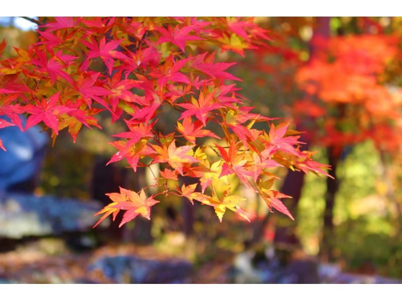 【埼玉・長瀞】紅葉に包まれた夜の宴、特別なディナーで贅沢なひと時を、、、「長瀞満腹ツアー」の紹介画像