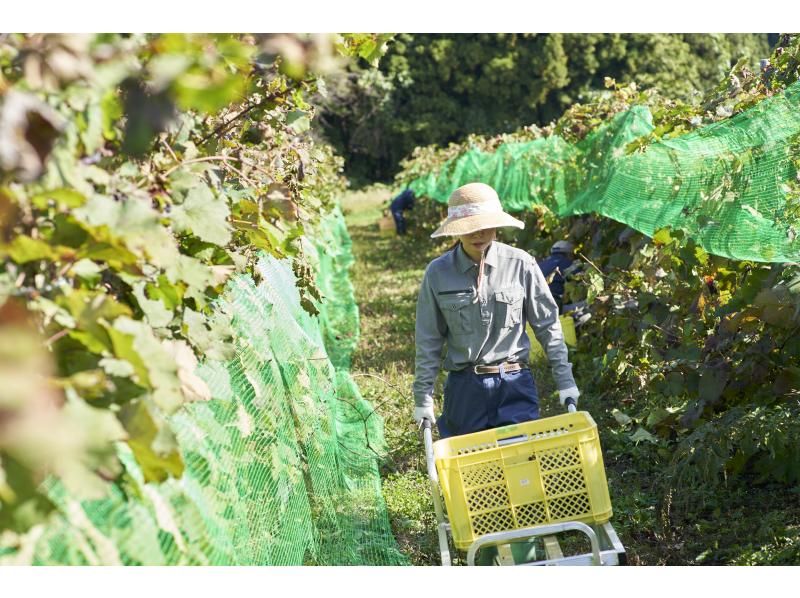 【秋田・白神山地】白神山地ワインのぶどう収穫体験！ワイン1本おみやげ付き♪の紹介画像