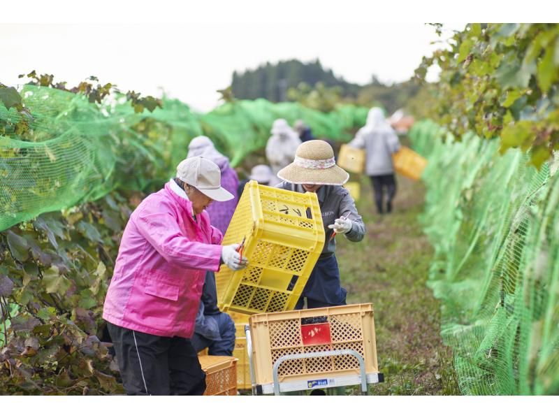 【秋田・白神山地】白神山地ワインのぶどう収穫体験！ワイン1本おみやげ付き♪の紹介画像