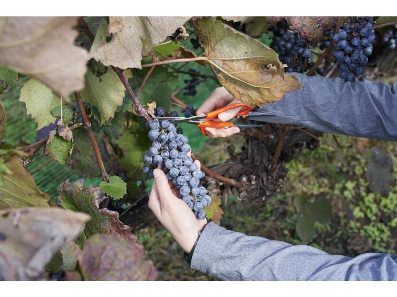 [Akita・Shirakami-Sanchi] Experience grape harvesting for Shirakami-Sanchi Wine! Comes with a bottle of wine as a souvenir♪の紹介画像