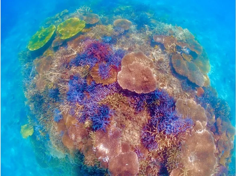 【沖縄・石垣島】1日1組限定！幻の島上陸付き半日午前体験ダイビング・10歳以上からご参加可能！初めての方も！の紹介画像