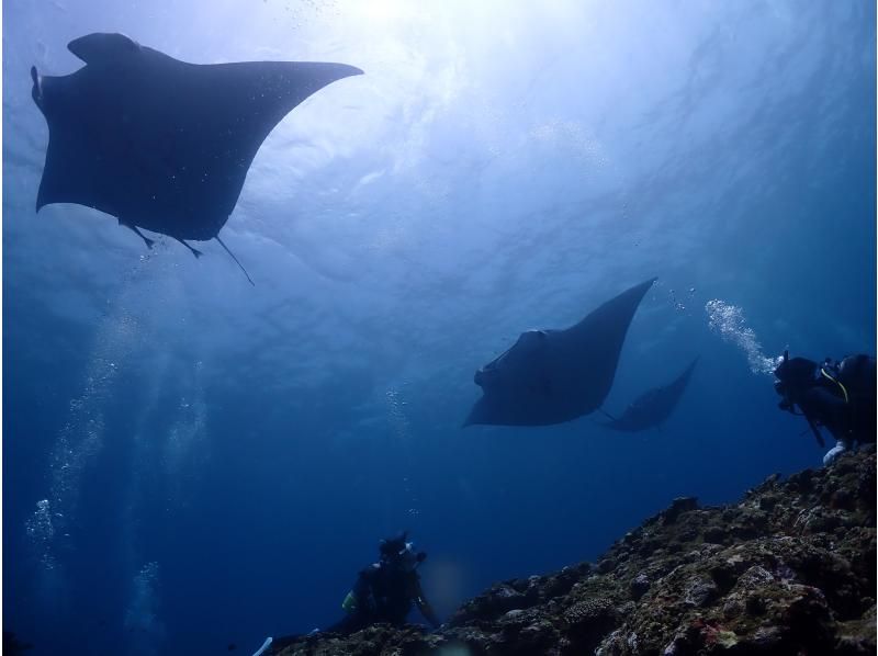 【沖縄・石垣島】1日コース水中写真に特化3ボートFUNダイビング・ウミガメ、マンタに会える海で遊び尽くす！の紹介画像