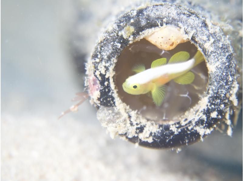 【沖縄・石垣島】1日コース水中写真に特化3ボートFUNダイビング・ウミガメ、マンタに会える海で遊び尽くす！の紹介画像