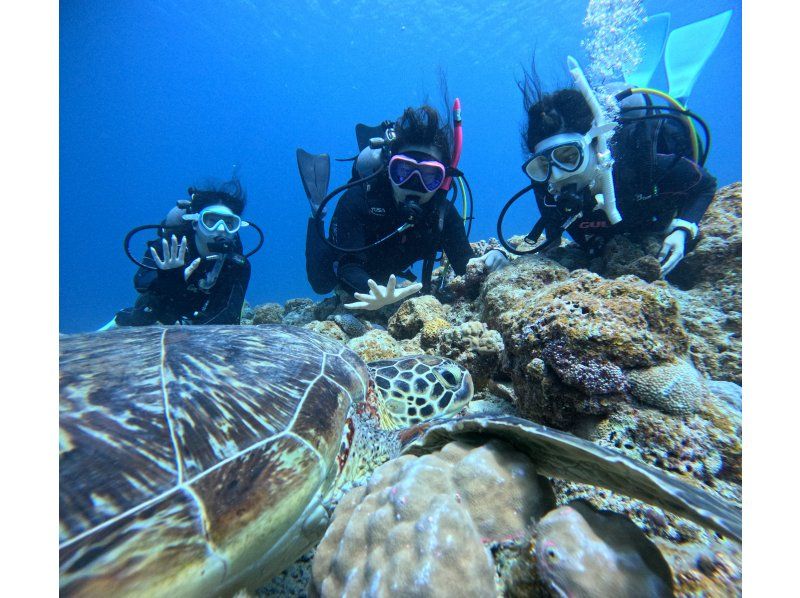 【沖縄・石垣島】1日コース水中写真に特化3ボートFUNダイビング・ウミガメ、マンタに会える海で遊び尽くす！の紹介画像