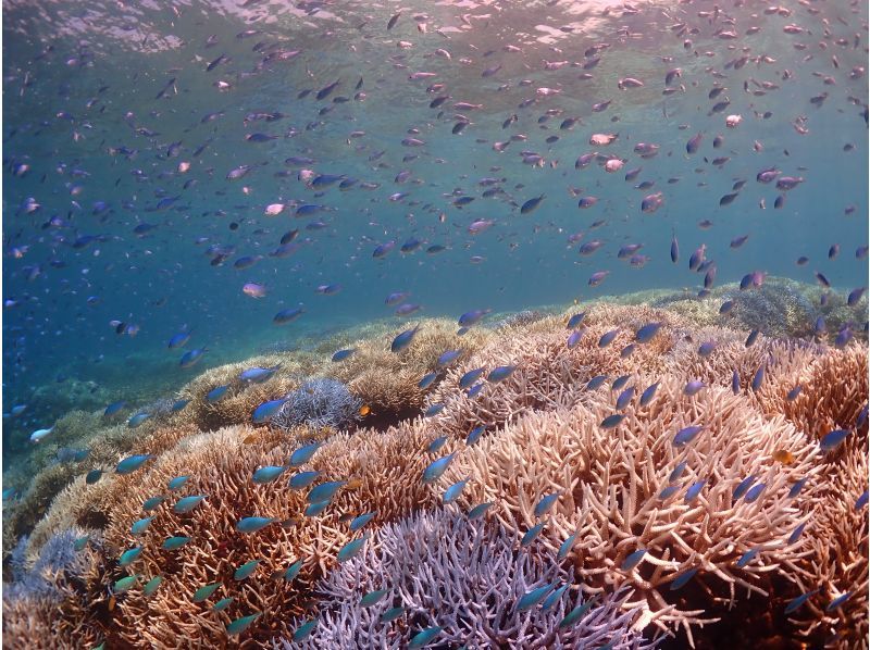 【沖縄・石垣島】1日コース水中写真に特化3ボートFUNダイビング・ウミガメ、マンタに会える海で遊び尽くす！の紹介画像