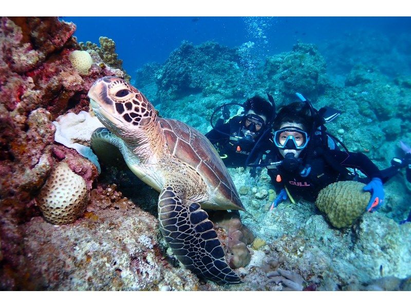 学生割引！OWライセンス講習２日間 in 石垣島【ウミガメ、マンタに会えるかも！】高画質の写真・動画無料プレゼントの紹介画像