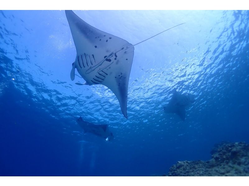 学生割引！OWライセンス講習２日間 in 石垣島【ウミガメ、マンタに会えるかも！】高画質の写真・動画無料プレゼントの紹介画像