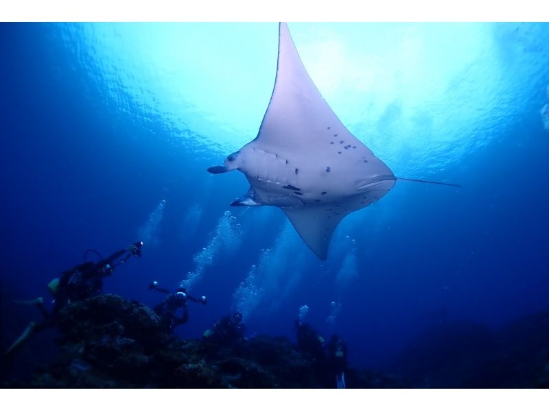 学生割引！OWライセンス講習２日間 in 石垣島【ウミガメ、マンタに会えるかも！】高画質の写真・動画無料プレゼントの紹介画像