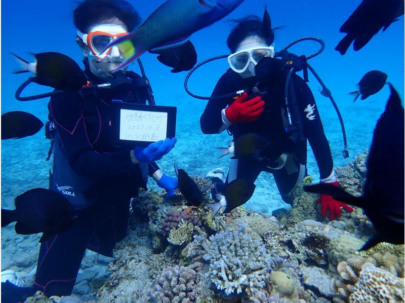 [Okinawa, Northern] Boat Experience Diving ~ 2 Dives (Minna Island / Sesoko Island / Sakimotobu Area)の紹介画像