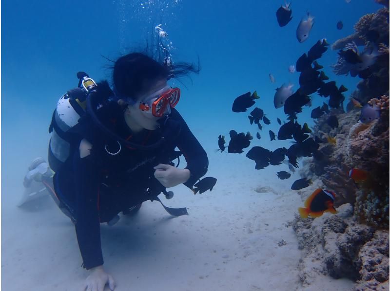 [Okinawa, Northern] Boat Experience Diving ~ 2 Dives (Minna Island / Sesoko Island / Sakimotobu Area)の紹介画像