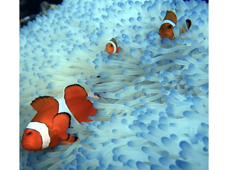 [Okinawa, Northern] Boat Fun Diving ~ 2 Dives (Minna Island / Sesoko Island / Sakimotobu Area)の紹介画像