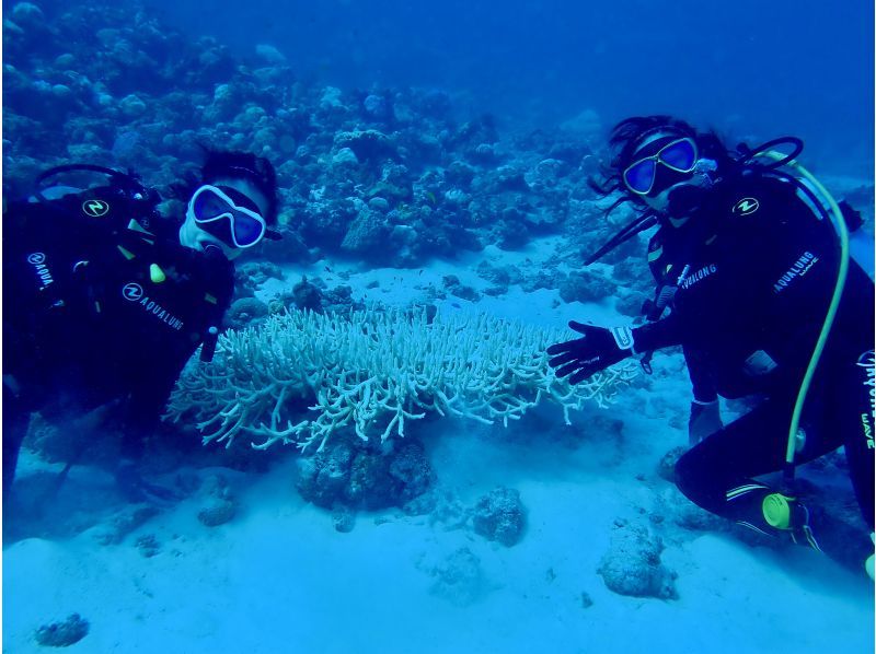 [Okinawa, Northern] Boat Fun Diving ~ 2 Dives (Minna Island / Sesoko Island / Sakimotobu Area)の紹介画像