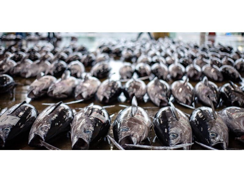 【和歌山・那智勝浦】「生まぐろ日本一の町！」生まぐろ競り市場プライベートガイドツアーの紹介画像