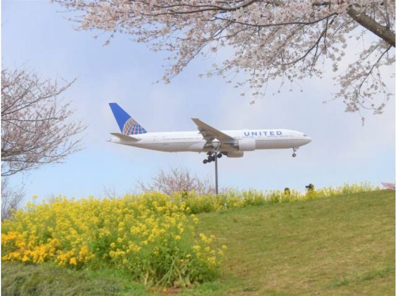 佐倉チューリップフェスタ&飛行機×桜の絶景さくらの山&ネモフィラ鑑賞バスツアー～ホテルのランチビュッフェ付き～【029029‐1120】の紹介画像