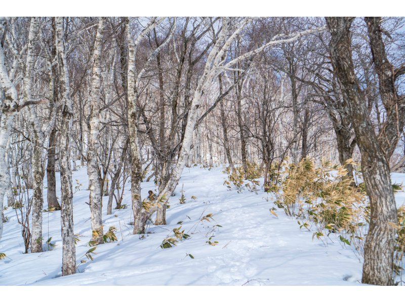 [Hokkaido, Noboribetsu] Muroran Snowshoe Tourの紹介画像