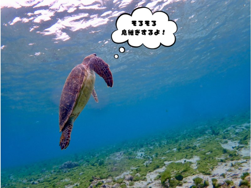 [Miyakojima / Private tour for 1 group] VIP sea turtle snorkeling! 100% chance of encountering turtles★ Ages 1 and up OK♪ A tour that caters to our guests! We will give you a gift of carefully selected photo data♪の紹介画像