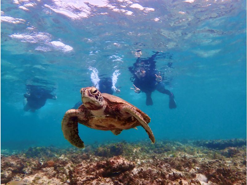 [Miyakojima / Private tour for 1 group] VIP sea turtle snorkeling! 100% chance of encountering turtles ★ Lowest price and high quality for private tours ♪ Carefully selected photo data as a gift ♪の紹介画像