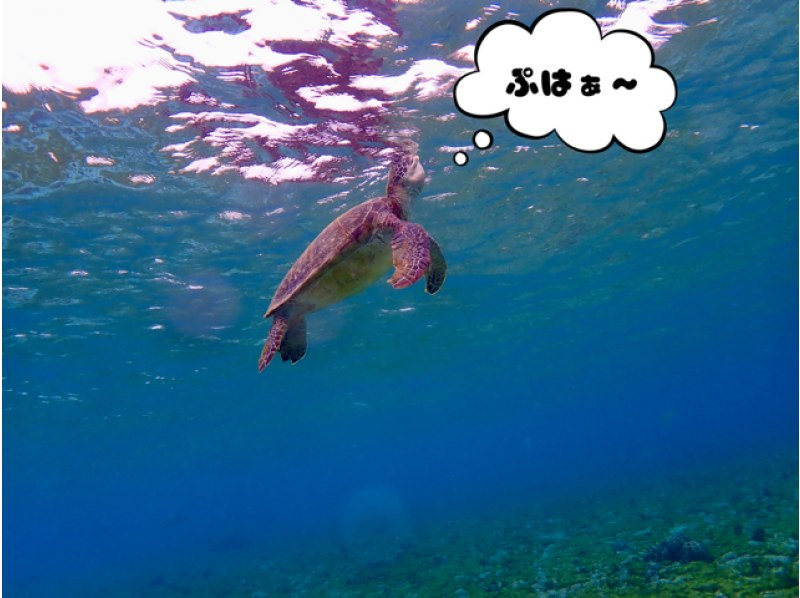 [Miyakojima / Private tour for 1 group] VIP sea turtle snorkeling! 100% chance of encountering turtles★ Ages 1 and up OK♪ A tour that caters to our guests! We will give you a gift of carefully selected photo data♪の紹介画像