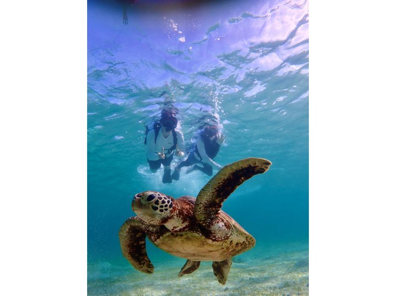 [Miyakojima / Private tour for 1 group] VIP sea turtle snorkeling! 100% chance of encountering turtles ★ Lowest price and high quality for private tours ♪ Carefully selected photo data as a gift ♪の紹介画像