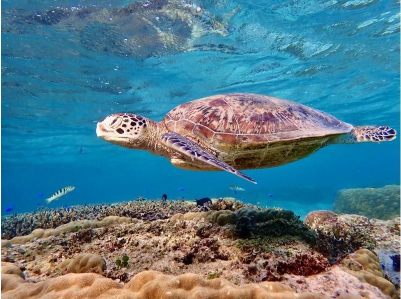 [Miyakojima / Private tour for 1 group] VIP sea turtle snorkeling! 100% chance of encountering turtles★ Ages 1 and up OK♪ A tour that caters to our guests! We will give you a gift of carefully selected photo data♪の紹介画像