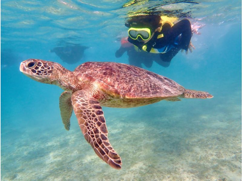 [Miyakojima / Private tour for 1 group] VIP sea turtle snorkeling! 100% chance of encountering turtles ★ Lowest price and high quality for private tours ♪ Carefully selected photo data as a gift ♪の紹介画像